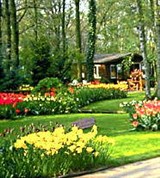 Харлем (парк Кекенхоф)