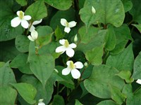 Хауттюйния сердцевидная – Houttuynia cordata Thunb.