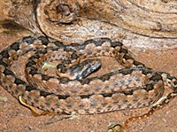 Хвостатая гадюка (Bitis caudalis)