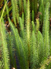 Хвостник обыкновенный, водяная сосенка – Hippurus vulgaris L.