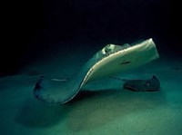 Хвостоколообразные скаты (Скат-хвостокол)