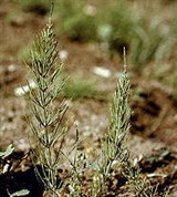 Хвощ (полевой)