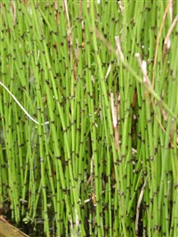 Хвощ приречный, топяной – Equisetum fluviatile L.