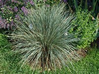 Хеликтотрихон вечнозеленый, раскидистый – Helictotrichon sempervirens (Vill.) Pilger.