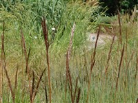 Хеликтотрихон плоскостебельный – Helictotrichon planiculme (Schrad.) Pilger.