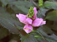 Хелоне неравнобокая – Chelone obliqua L.