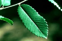 Хемиптелея Давида – Hemiptelea davidii (Hance) Planch.