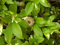 Хеномелес превосходный, великолепный – Chenomeles x superba Frahm. Rehd.