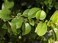 Хеномелес японский, маулея, японская айва – Chenomeles japonica (Thunb.) Lindl. (1)