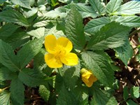 Хиломекон японский – Hylomecon japonicum (Thunb.) Prantl. & Kundig.