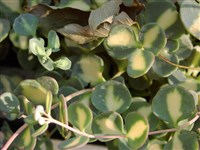 Хилотелефиум Зибольда, очиток Зибольда – Hylotelephium sieboldii (Sweet ex Hook.) H.Olba.