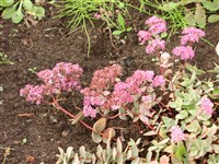 Хилотелефиум Эверса, очиток Эверса – Hylotelephium ewersii (Ledeb.) H.Olba.