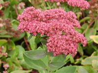 Хилотелефиум видный, очиток видный – Hylotelephium spectabile (Boreau) H.Olba.