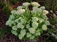 Хилотелефиум заячья капуста, скрипун, очиток заячья капуста – Hylotelephium telephium (L.) H.Olba.