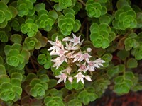 Хилотелефиум кавказский, очиток кавказский – Hylotelephium caucasicum (Grossh.) H.Ohba.