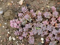 Хилотелефиум многостебельный, очиток многостебельный – Hylotelephium pluricaule (Kudo) H.Olba.