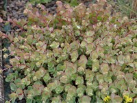 Хилотелефиум скальный, очиток скальный – Hylotelephium cauticolum (Praeger) H.Ohba.