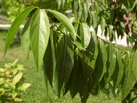 Химонантус ранний – Chimonanthus praecox (L.) Link.