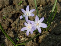 Хионодокса Люцилии – Chionodoxa lucilia Boiss.