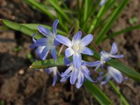 Хионодокса Форбесса – Chionodoxa forbesii Bak.