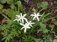 Хионодокса карликовая – Chionodoxa nana Boiss.