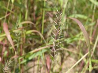 Хистрикс пат – Hystrix pat L.