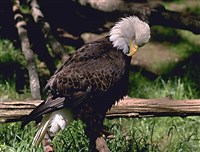 Хищные птицы (белоголовый орлан)