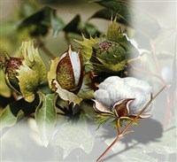 Хлопчатник