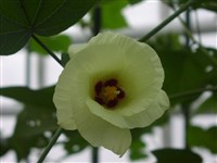 Хлопчатник травянистый – Gossypium herbaceum L.