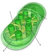 Хлоропласты