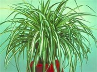 Хлорофитум