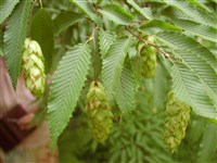 Хмелеграб граболистный, обыкновенный, итальянский – Ostrya carpinifolia Scop.
