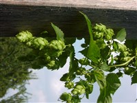 Хмель обыкновенный – Humulus lupulus L.