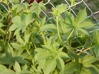 Хмель японский – Humulus japonicus Sieb.et Zucc.