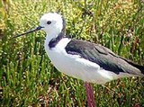 Ходулочник (Himantopus himantopus)