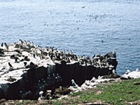 Холи-Айленд (остров Фарн)