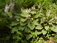 Хоста Зибольда, сизая – Hosta sieboldiana (Hook.) Engl. (1)