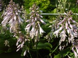 Хоста Зибольда, сизая – Hosta sieboldiana (Hook.) Engl. (2)