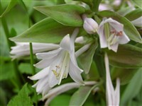 Хоста белоокаймленная, коба-гибоши – Hosta albomarginata (Hook.) Hyl.
