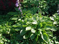 Хоста вздутая, яйцевидная, мурасаки-гибуши – Hosta ventricosa Stern.