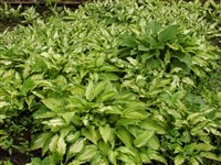 Хоста волнистая, суйи-гибоши – Hosta undulata (Otto et Dietr.) Bailey (1)