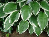 Хоста волнистая, суйи-гибоши – Hosta undulata (Otto et Dietr.) Bailey (2)