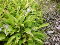 Хоста длинная, мизу-гибоши, нагаба-гибоши – Hosta longissima (Honda) Honda.