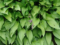 Хоста ланцетолистная, японская – Hosta lancifolia Engl.