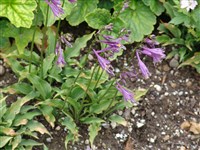 Хоста малая, кирин-гибоши – Hosta minor (Bak.) Nak.