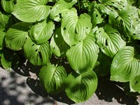 Хоста подорожниковая, маруба, юсан, тамано-гибоши-канзаши – Hosta plantaginea (Lam.) Aschers. (1)