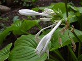 Хоста подорожниковая, маруба, юсан, тамано-гибоши-канзаши – Hosta plantaginea (Lam.) Aschers. (2)