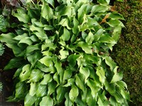 Хоста приятная – Hosta venusta Maek.