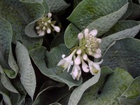 Хоста токудама, токудама-гибоши – Hosta tokudama Maek.