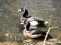 Хохлатая чернеть (пара)